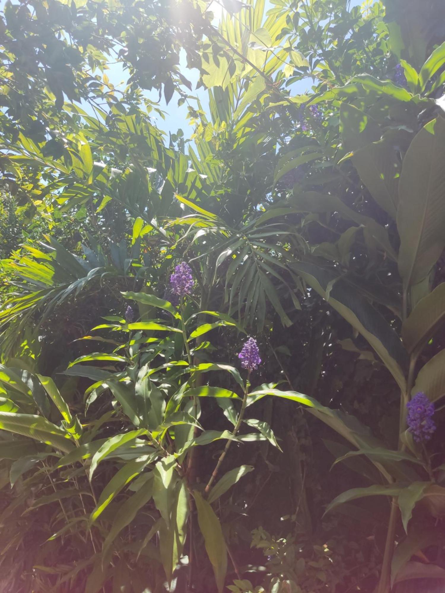 Recanto Toca das Plantas de Ilhabela I Zimmer foto