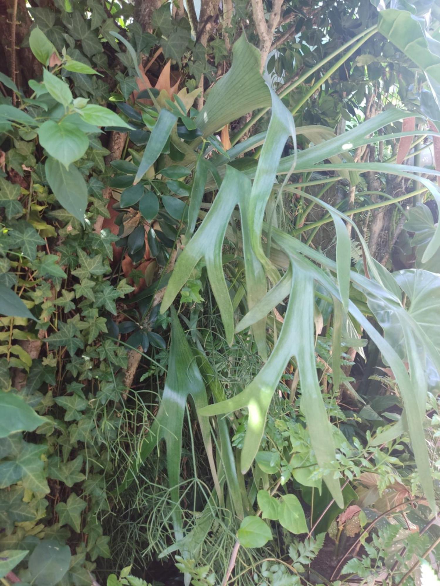 Recanto Toca das Plantas de Ilhabela I Zimmer foto